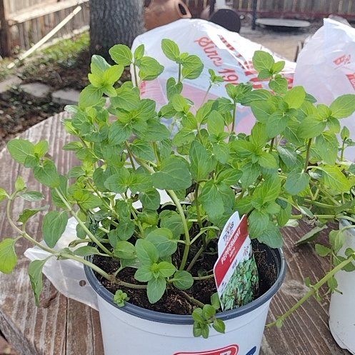 Photo of the plant species Grapefruit Mint by @HumbleRubyball named Baesilst nik on Greg, the plant care app