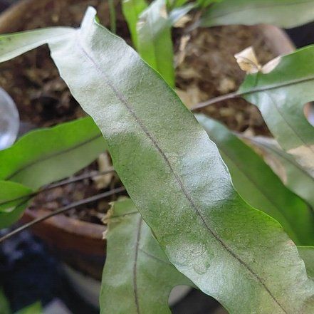 Photo of the plant species Monarch Fern by @GoodRedsky87 named Gaga on Greg, the plant care app