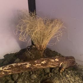 Photo of the plant species Sedge by @UnbeatenKowhai named Sanders on Greg, the plant care app