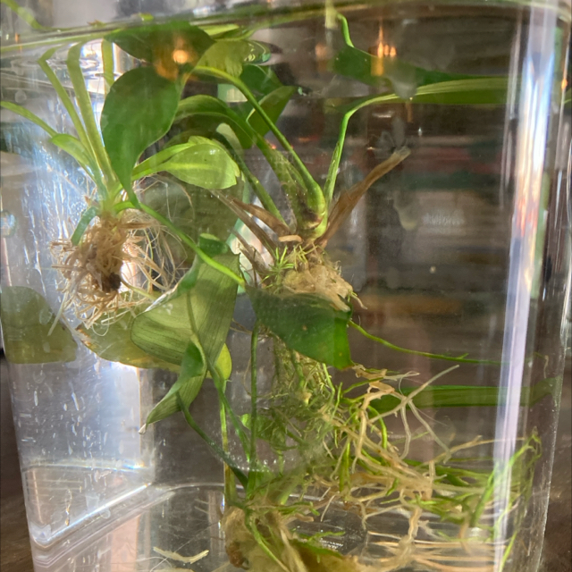 Photo of the plant species Anubias by @Jaramhe named Pax on Greg, the plant care app