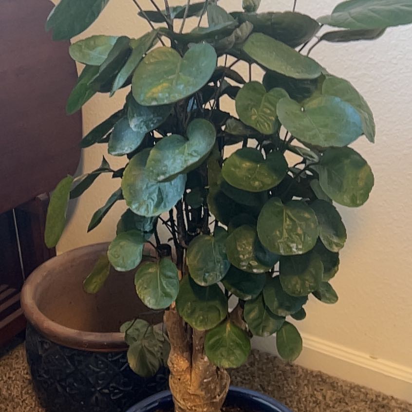 Photo of the plant species Fabian Ariela by @TunefulBeech named Sir Plancelot on Greg, the plant care app