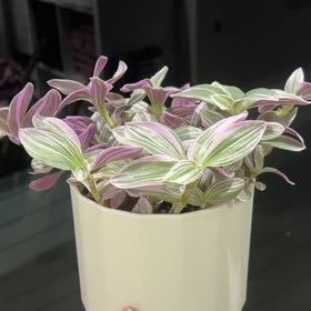 Photo of the plant species Sweet Sweetness by @SleekTigerfern named Ianthe on Greg, the plant care app