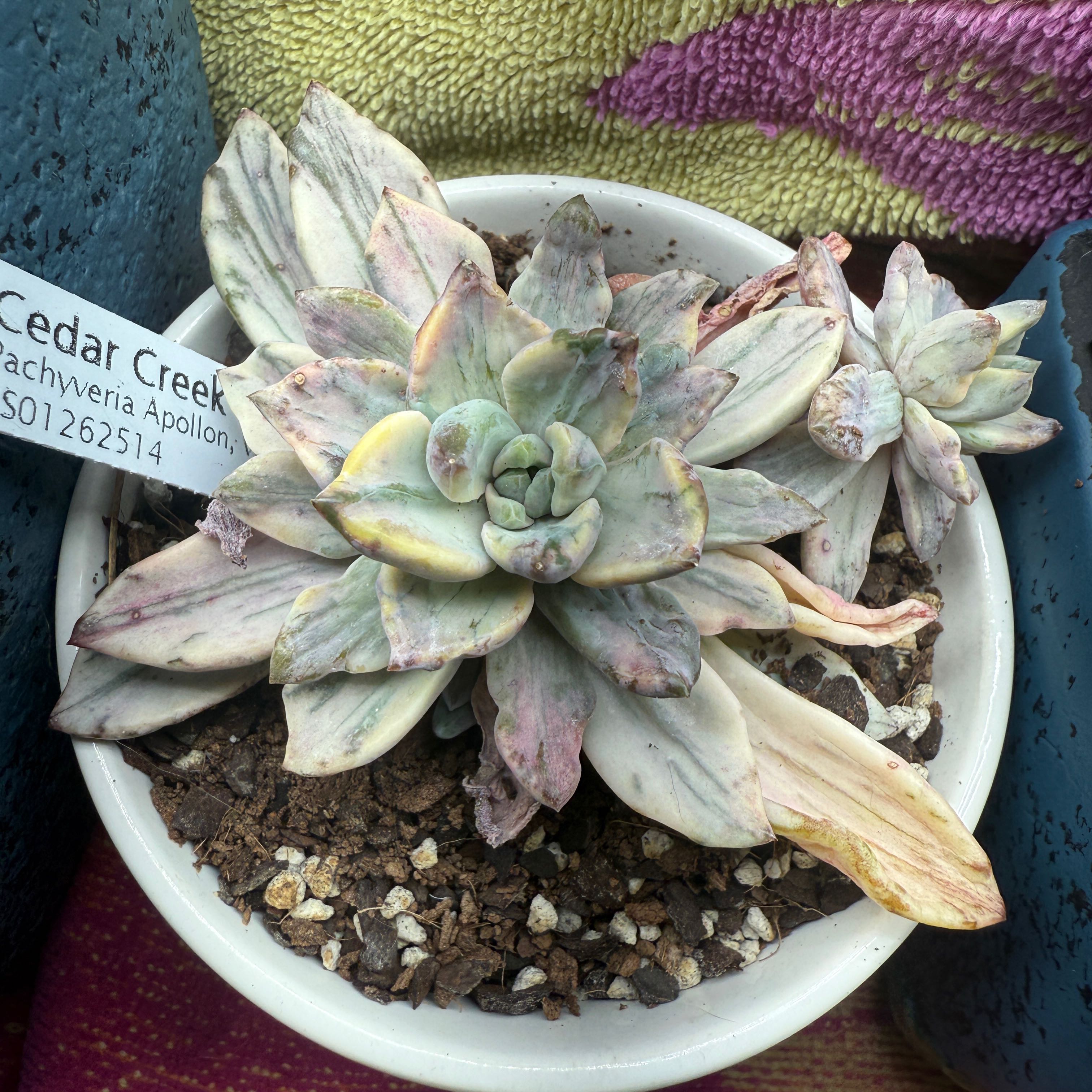Photo of the plant species Apollon by @FabAgarito14 named Pachyveria on Greg, the plant care app
