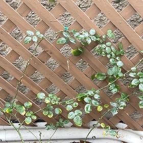 Photo of the plant species Northern Twinflower by @LegitButterwort named Navajo on Greg, the plant care app