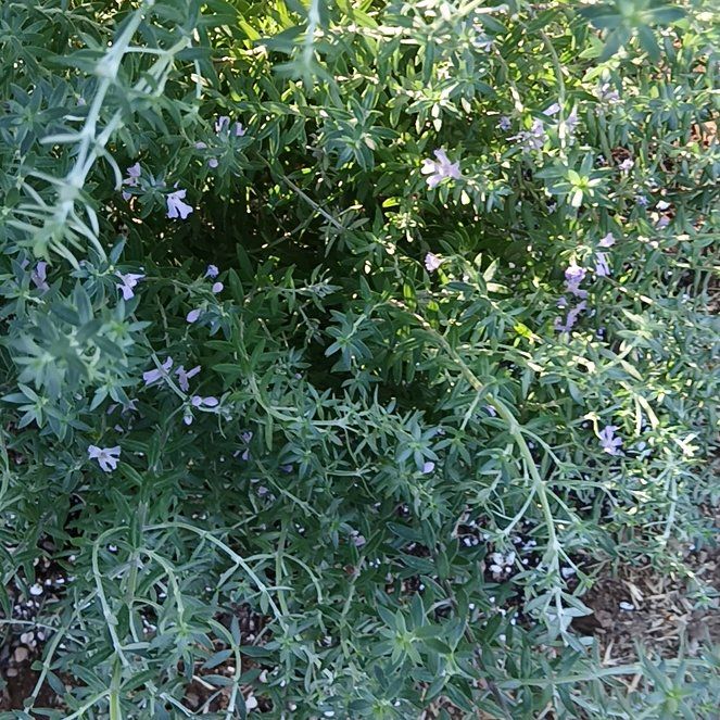 Photo of the plant species Coastal Rosemary by @UberHorseradish named Einstein on Greg, the plant care app