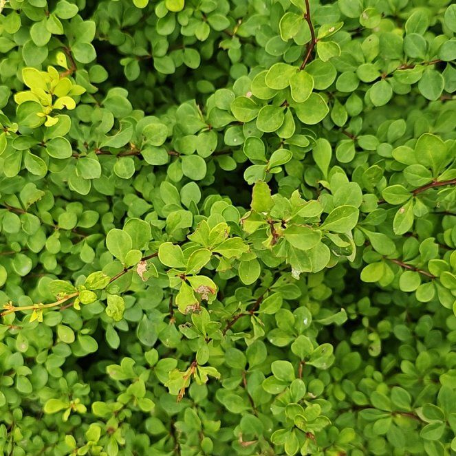 Photo of the plant species Japanese Barberry by @HealthfulEndive named Shakira on Greg, the plant care app