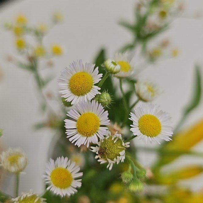 Photo of the plant species Annual Fleabane by @HealthfulEndive named Bodhi on Greg, the plant care app