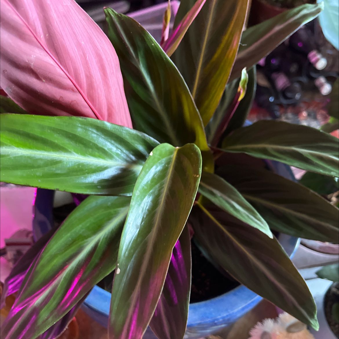 Never Never Plant with vibrant green and pinkish leaves in a pot with visible soil.