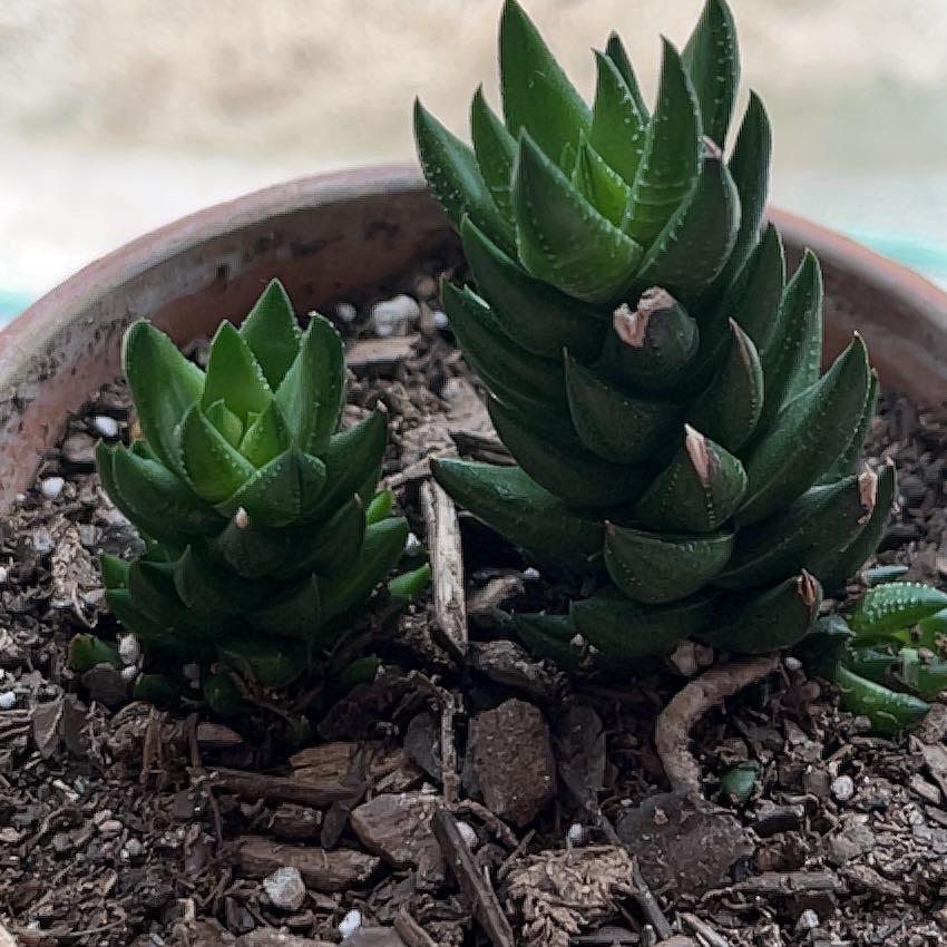 Photo of the plant species Haworthia resendeana by @catsnplants.org named Sol on Greg, the plant care app