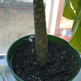 Photo of the plant species Apocynacea Plumeria by @catsnplants.org named Bieber on Greg, the plant care app