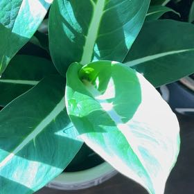 Photo of the plant species Green Magic Dumb Cane by @catsnplants.org named Rihanna on Greg, the plant care app