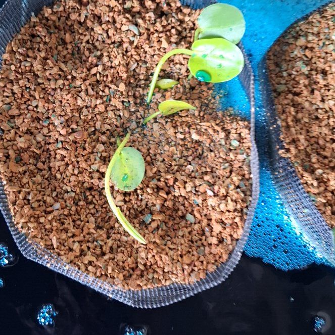 Plant care for Triangular Marshwort on Greg, the plant care app
