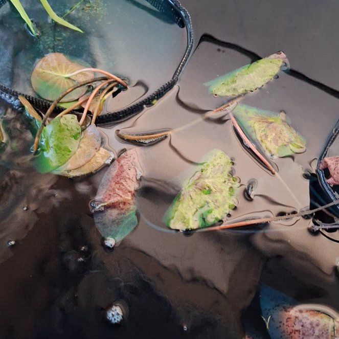 Photo of the plant species Yellow Water Lily by Shirleane named Yellow growers choice lily on Greg, the plant care app