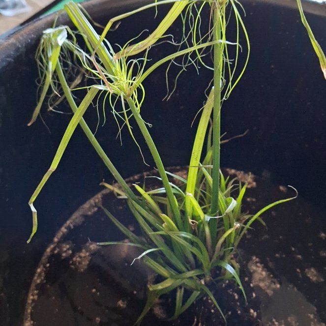 Photo of the plant species Nile Princess Cyperus by Shirleane named Dwarf Nile princess cyperus papyrus on Greg, the plant care app