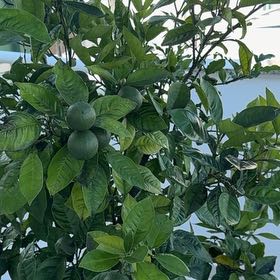 Photo of the plant species Sweet Orange Tree 'Cipo' by @YummyGardenleek named Harmony on Greg, the plant care app