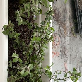 Photo of the plant species Baby Blue Eyes Sage by @HandyLemonfern named Taylor Swift on Greg, the plant care app