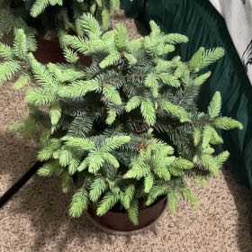 Photo of the plant species Baby Blue Spruce by @SummeryZinnia31 named Elina on Greg, the plant care app