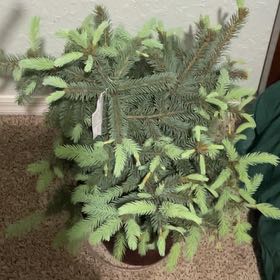 Photo of the plant species Baby Blue Spruce by @SummeryZinnia31 named Plato on Greg, the plant care app