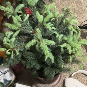 Photo of the plant species Baby Blue Spruce by @SummeryZinnia31 named Nithin on Greg, the plant care app