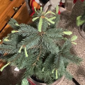 Photo of the plant species Baby Blue Spruce by @SummeryZinnia31 named Maya on Greg, the plant care app
