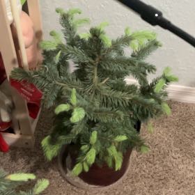 Photo of the plant species Baby Blue Spruce by @SummeryZinnia31 named Eva on Greg, the plant care app