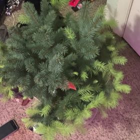 Photo of the plant species Baby Blue Spruce by @SummeryZinnia31 named Captain Plant-it on Greg, the plant care app
