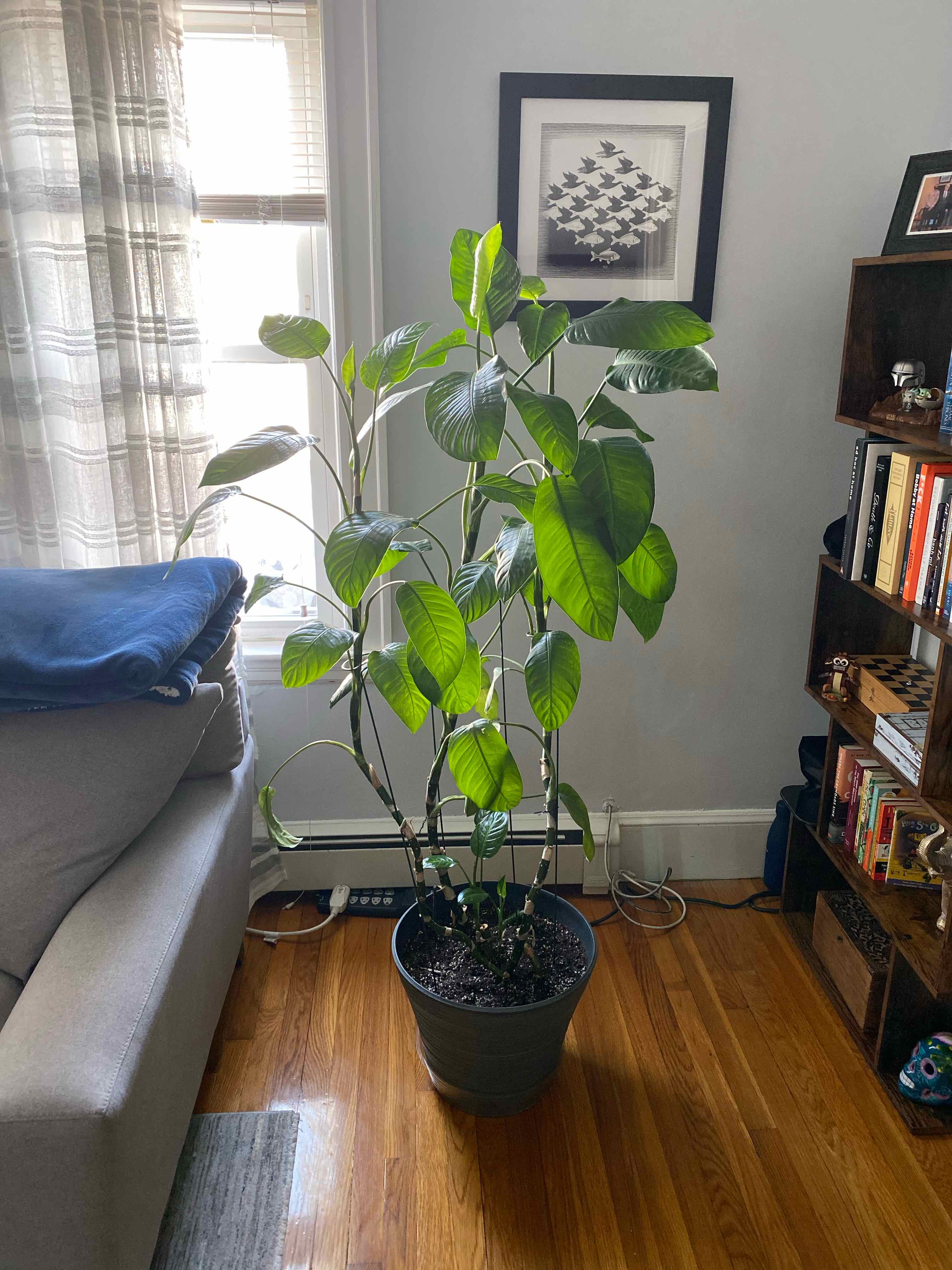 Indoor Dumb Cane plant in a pot near a window, with vibrant green leaves.