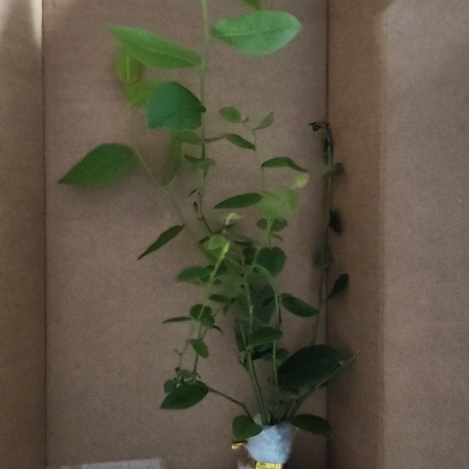 Photo of the plant species Blueberry by @UnruffledOlneya named Madam Berrysworth on Greg, the plant care app