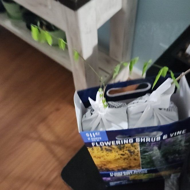 Photo of the plant species Forsythia 'Lynwood Gold' by @UnruffledOlneya named Sir Eurgin on Greg, the plant care app