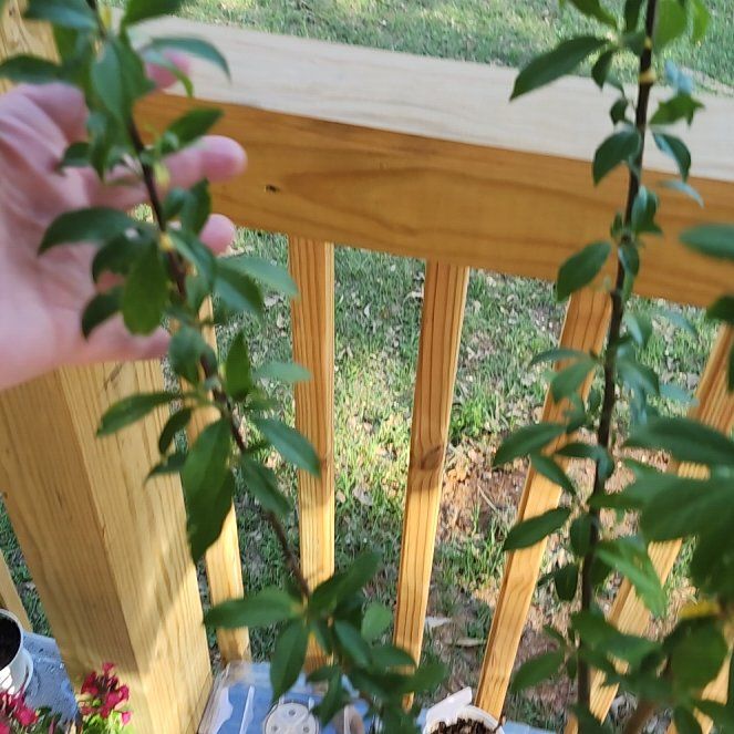 Photo of the plant species Methley Plum by @UnruffledOlneya named Metthew and Methany on Greg, the plant care app