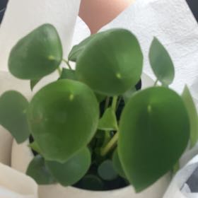 Photo of the plant species Coin Leaf Peperomia by @YeveRedpepers named Coin Leaf Peperomia on Greg, the plant care app