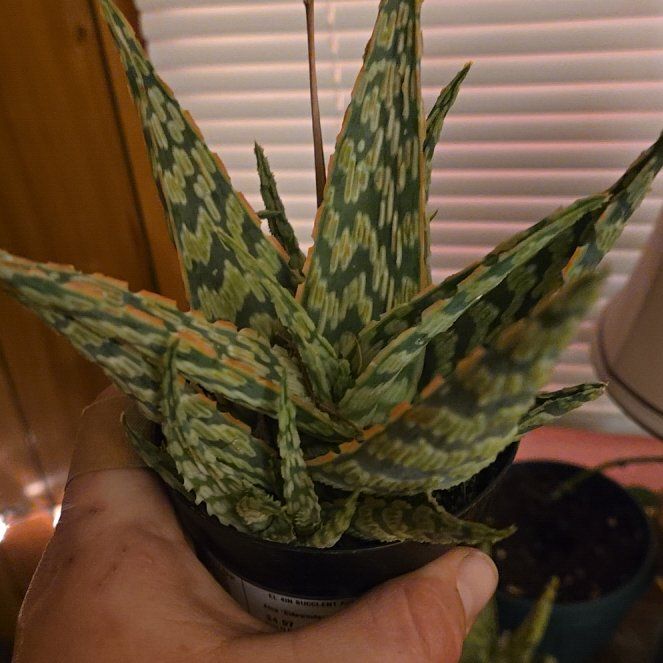 Photo of the plant species Aloe 'Sidewinder' by @FabLichen3 named Oscar on Greg, the plant care app