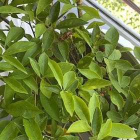 Photo of the plant species Yesterday Today & Tomorrow by @SpeedySweetbox named Bodhi on Greg, the plant care app