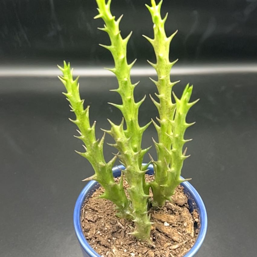Photo of the plant species Variegated Starfish Flower by @EagerOkra57 named Terra on Greg, the plant care app
