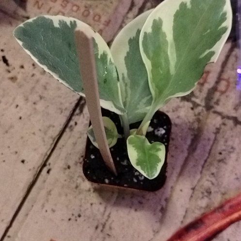 Photo of the plant species Baby Rubber Plant by @Bakmomma3512 named Kardashian on Greg, the plant care app