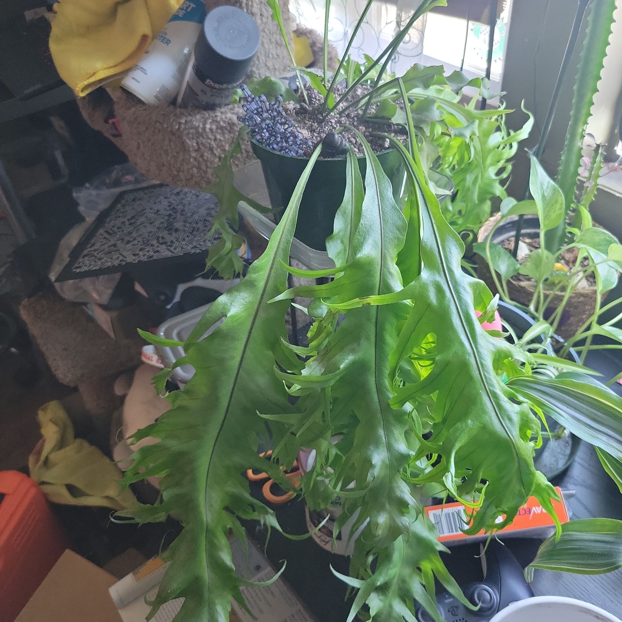 Photo of the plant species Green Flame by @ThrilledKoa named Remington on Greg, the plant care app