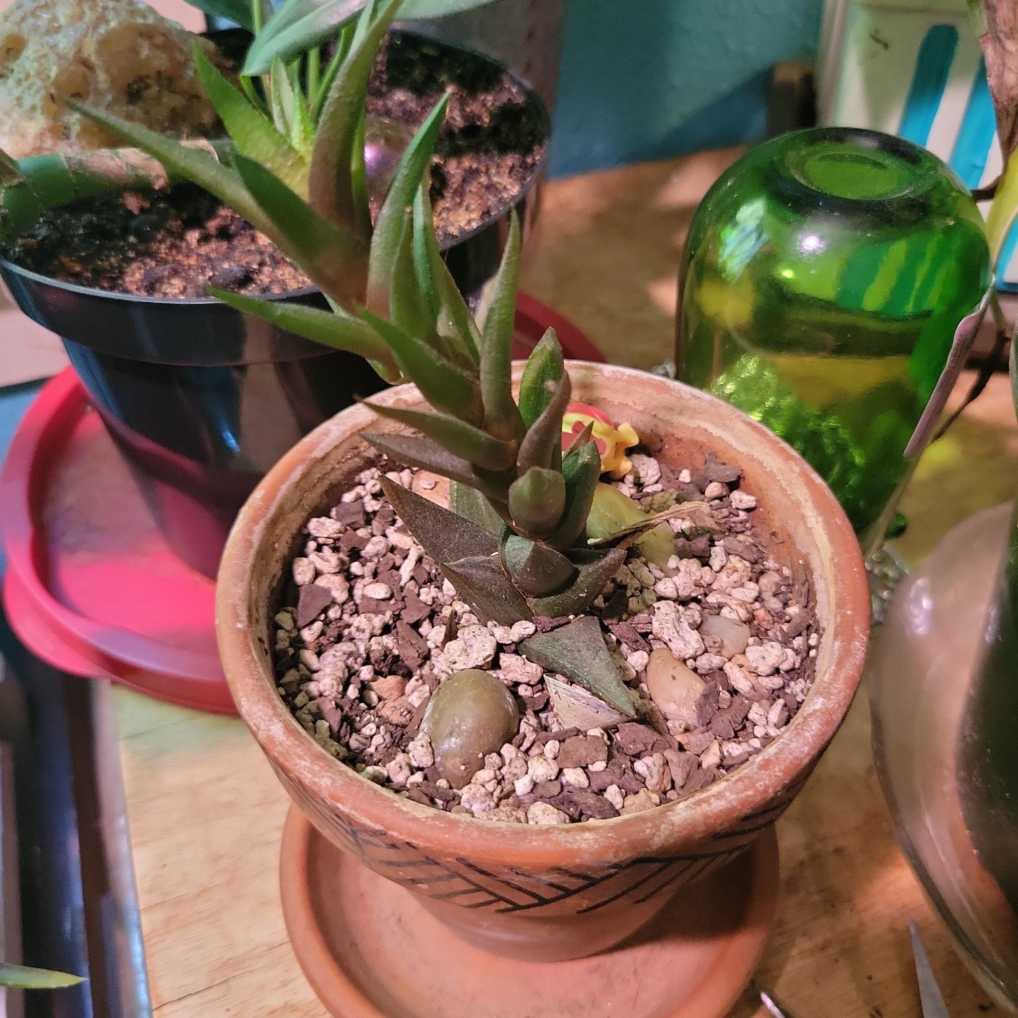 Photo of the plant species Haworthia resendeana by @ThrilledKoa named Plato on Greg, the plant care app