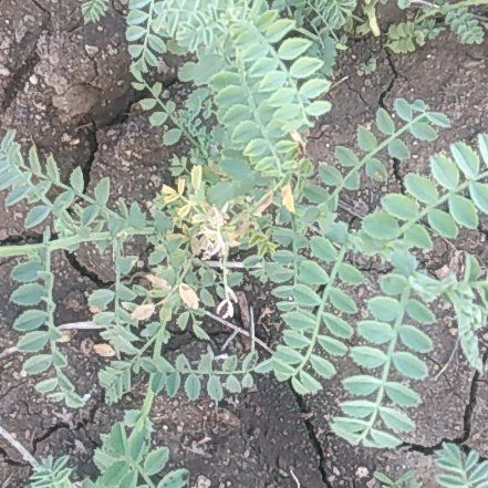 Photo of the plant species Wooly Locoweed by @ZingyPeony38 named Forrest on Greg, the plant care app
