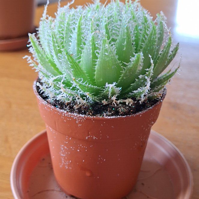 Photo of the plant species Haworthia bolusii by @DexterousCatnip named Darwin on Greg, the plant care app