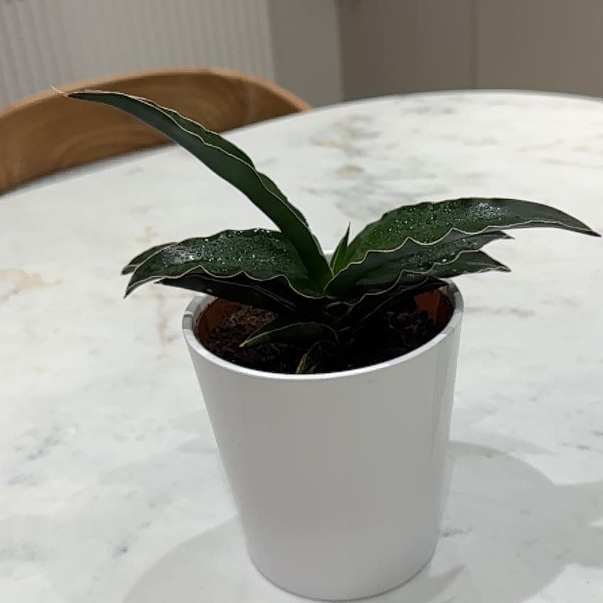Photo of the plant species Agave victoria-reginae by @SecureRedlog94 named Khaleesi on Greg, the plant care app