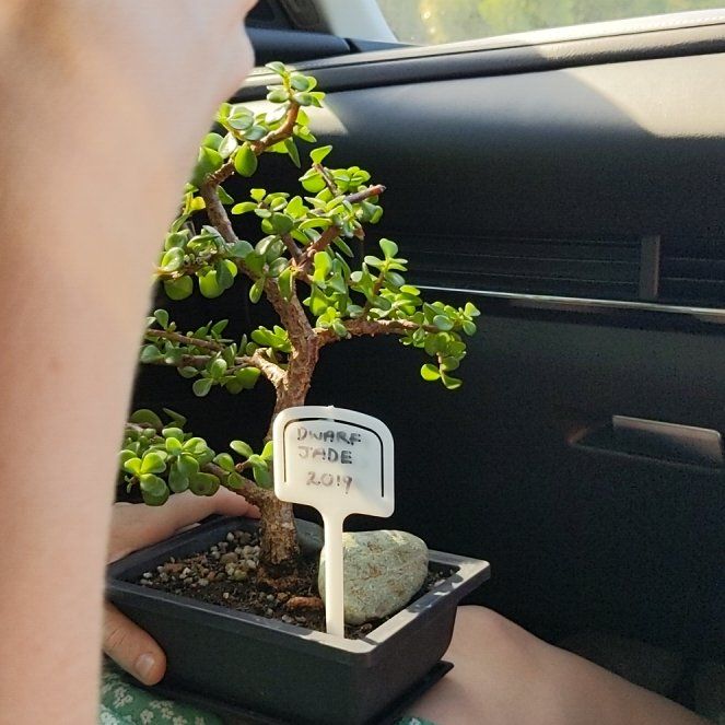 Photo of the plant species Dwarf Jade Plant 'Minima Lilliput' by @SavoryPapaya75 named Jade on Greg, the plant care app