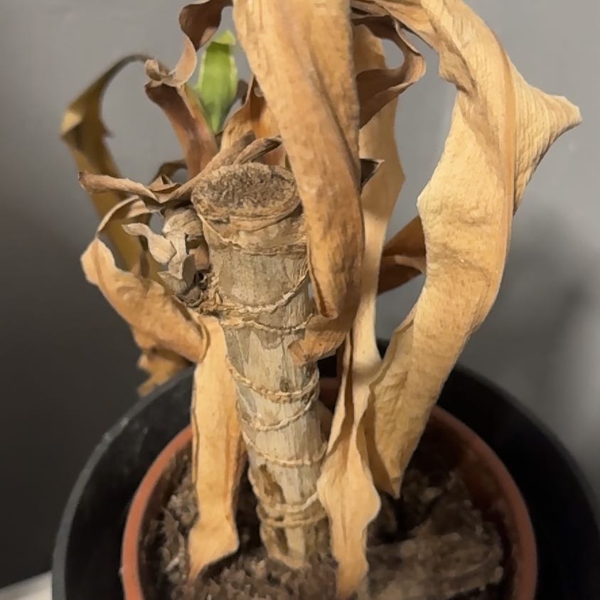 Photo of the plant species Large-Leaved Dragon Tree by @AbundantMum named Bigleef Smalls on Greg, the plant care app