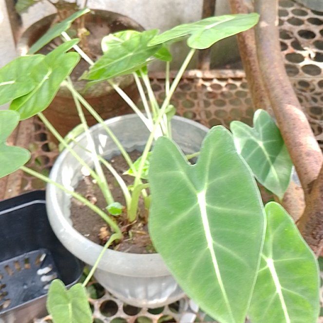 Photo of the plant species Caladium by @PetBabytoes90 named Remington on Greg, the plant care app