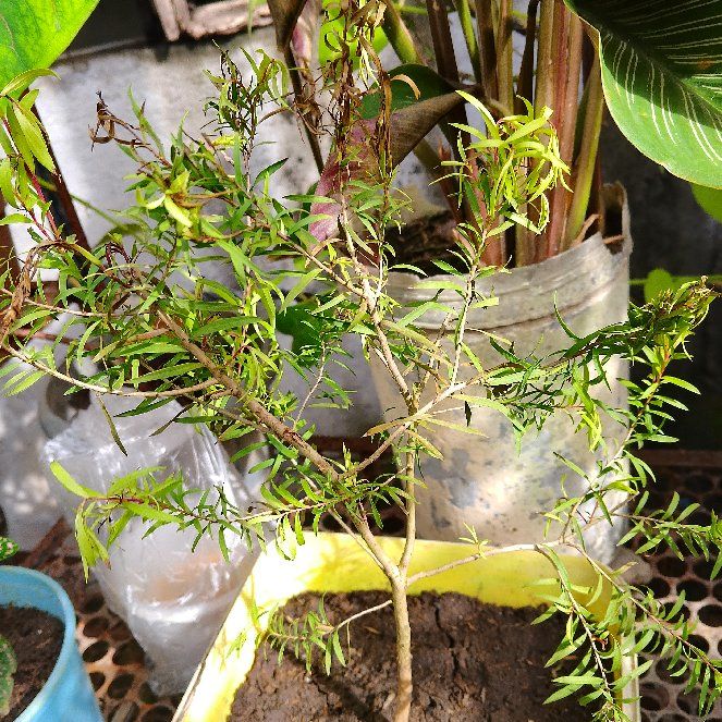Photo of the plant species Yellow Bottlebrush by @PetBabytoes90 named Treeyoncé on Greg, the plant care app