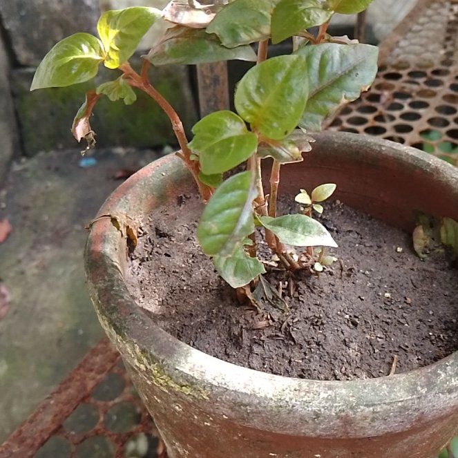 Photo of the plant species Calico Plant by @PetBabytoes90 named Gobi on Greg, the plant care app
