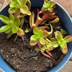 Photo of the plant species Crassula 'Candy Cane' by @ComicYerbasanta named Ulysses S Plant on Greg, the plant care app