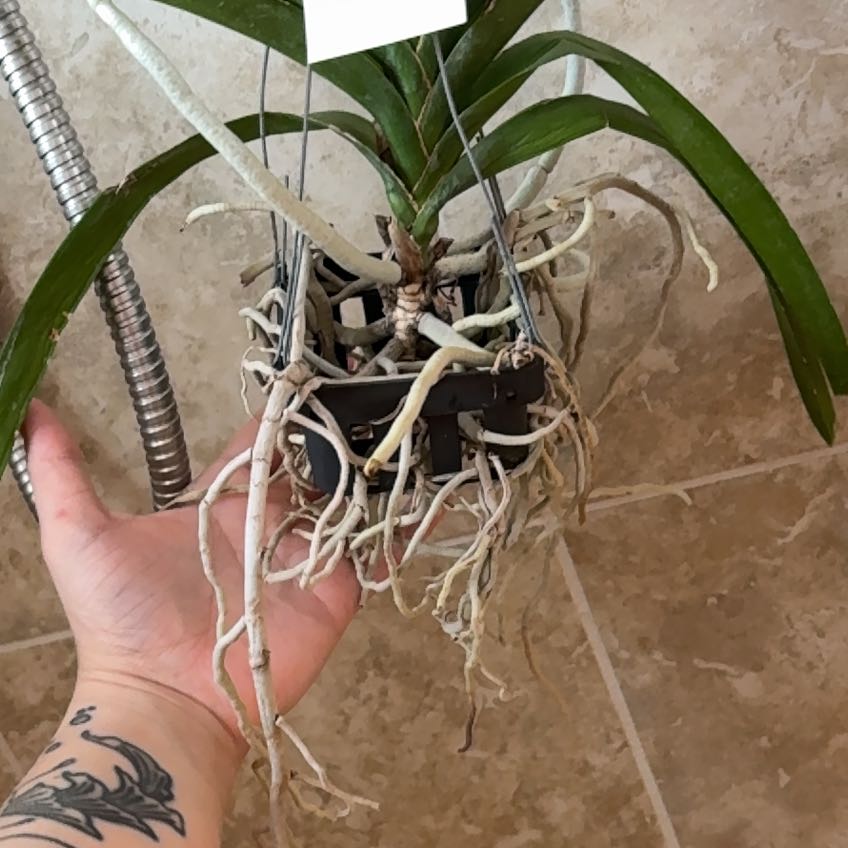 Photo of the plant species Vanda denisoniana by @ComicYerbasanta named Leonardo on Greg, the plant care app