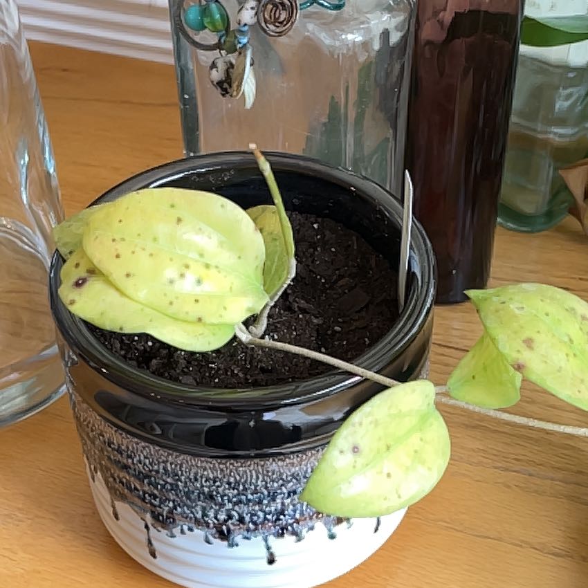 Photo of the plant species Hoya aldrichii by @BossFlameflower named ronnie on Greg, the plant care app