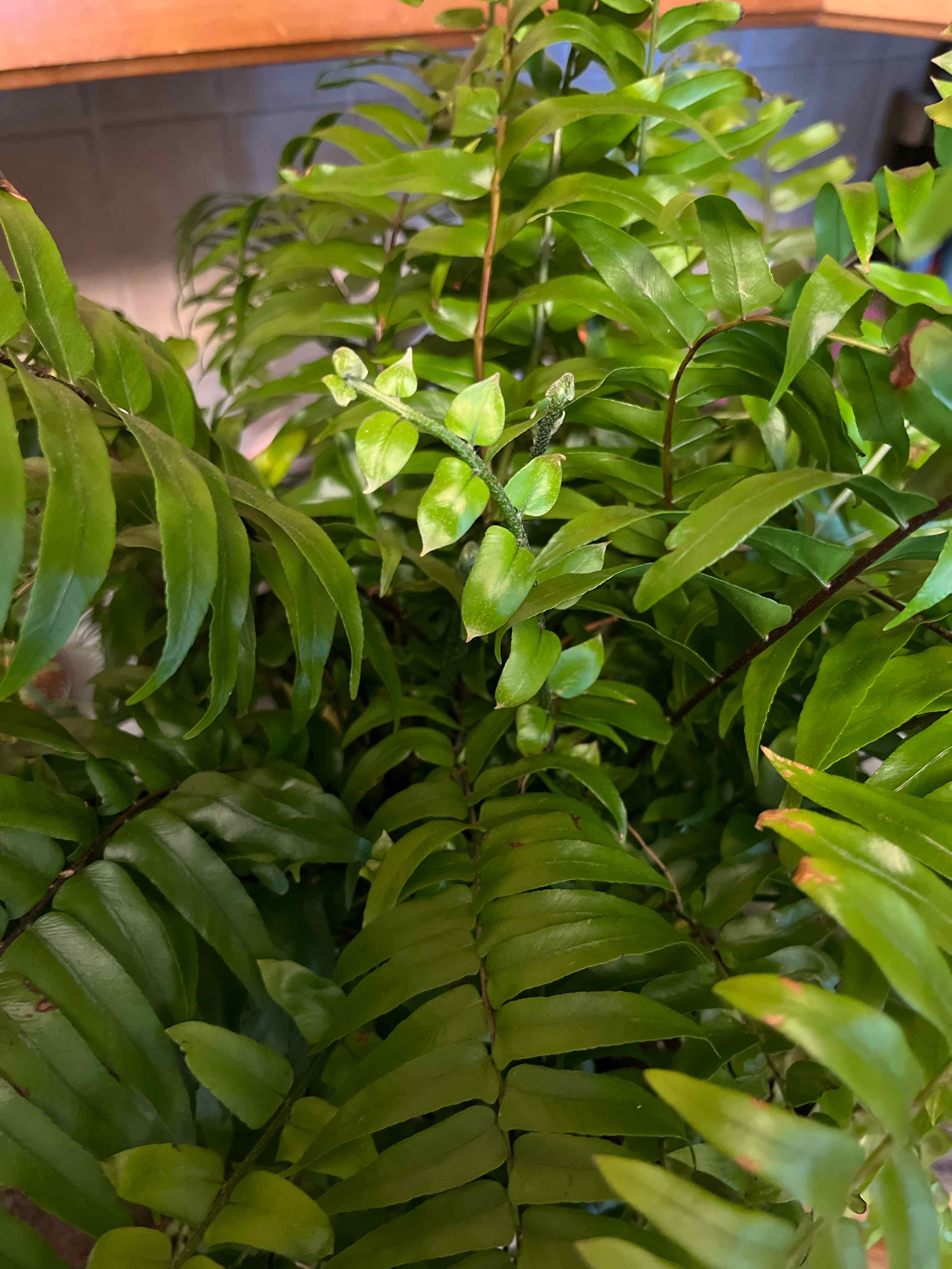 Bold Sword Fern with lush green fronds, appearing healthy and vibrant.