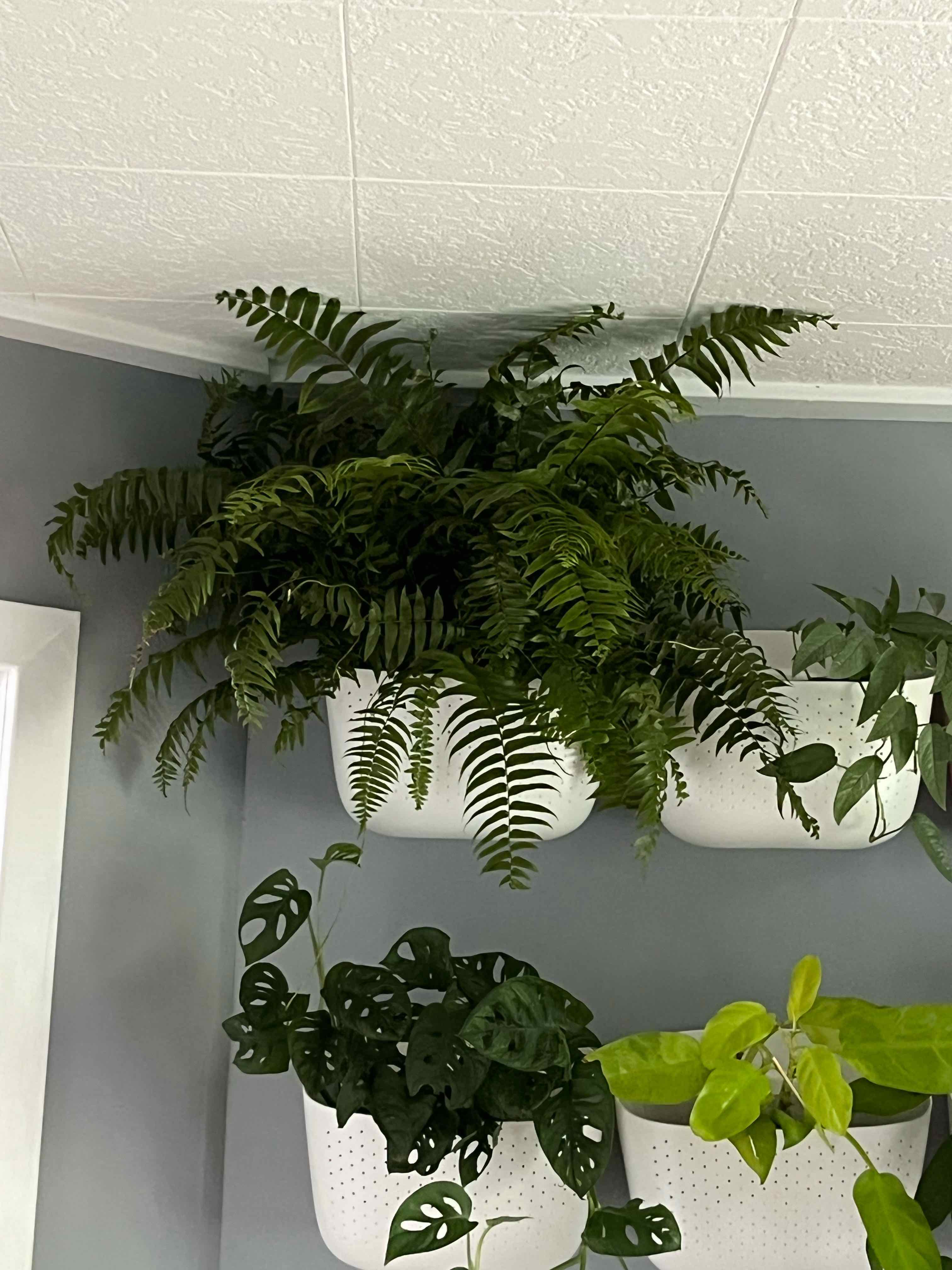 Bold Sword Fern in a white pot on a wall-mounted shelf, surrounded by other plants.